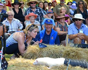 Ferret Races Henley on Mersey Latrobe Council Australia Day Festivities
